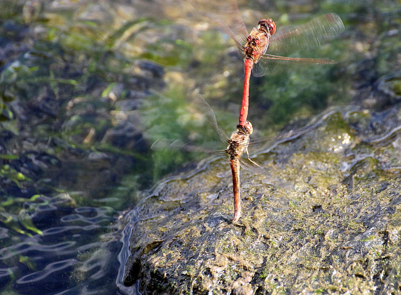 Valokuvaaja: Irja lehtinen