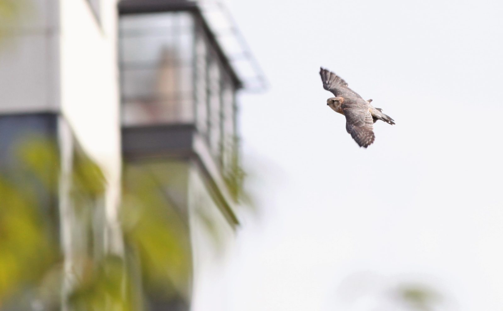 Valokuvaaja: Juho Hartikka