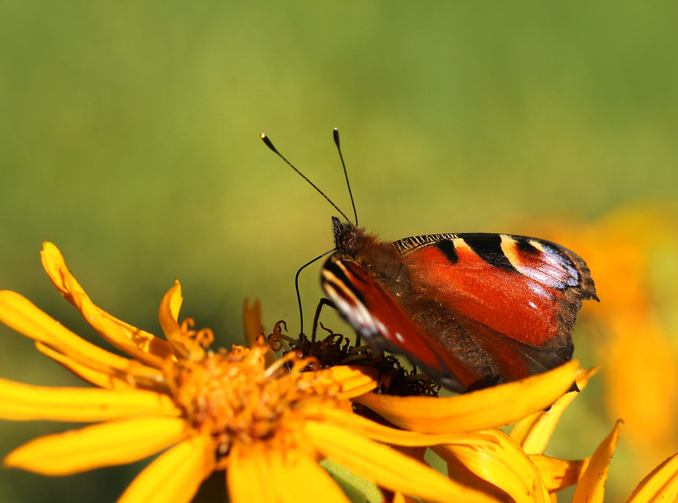 Valokuvaaja: Tarja Porkkala
