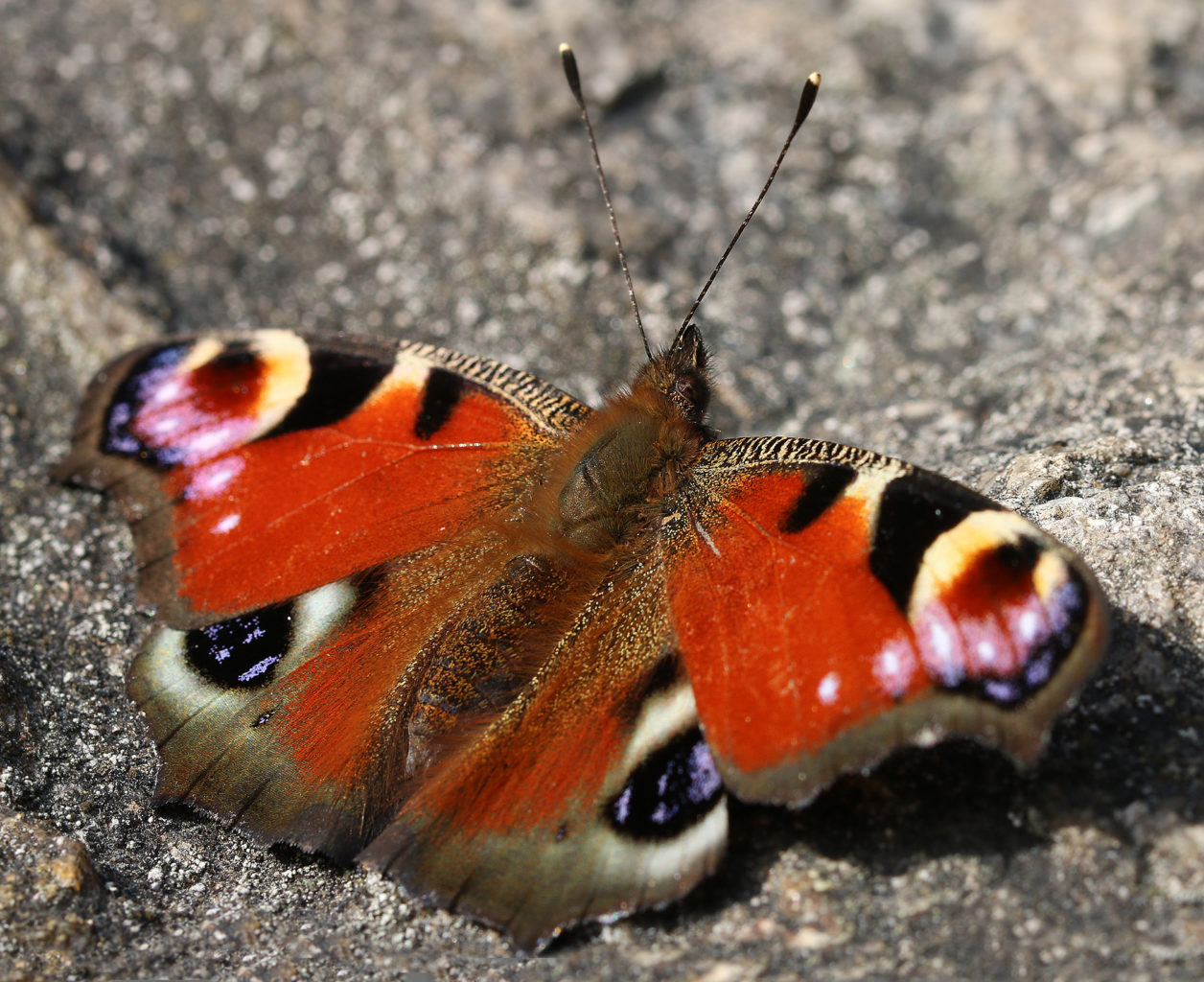 Valokuvaaja: Tarja Porkkala