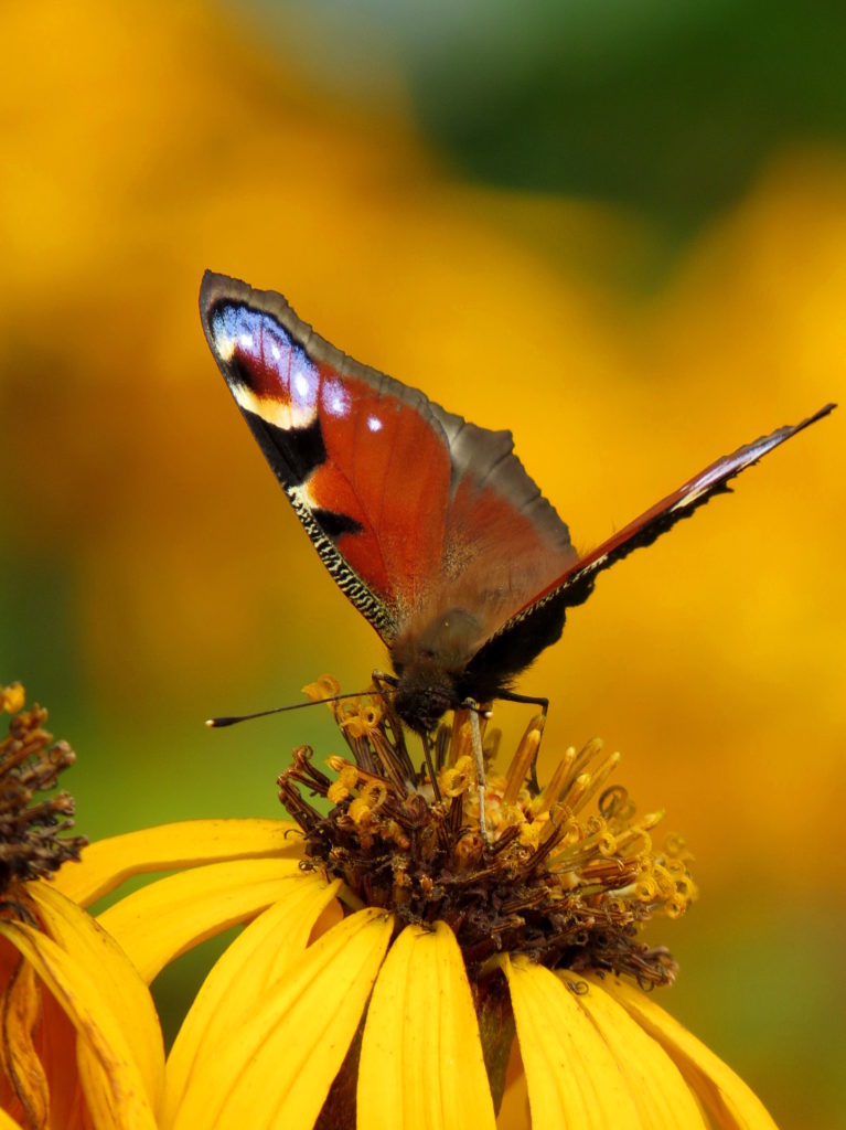 Valokuvaaja: Jaana Talvinen
