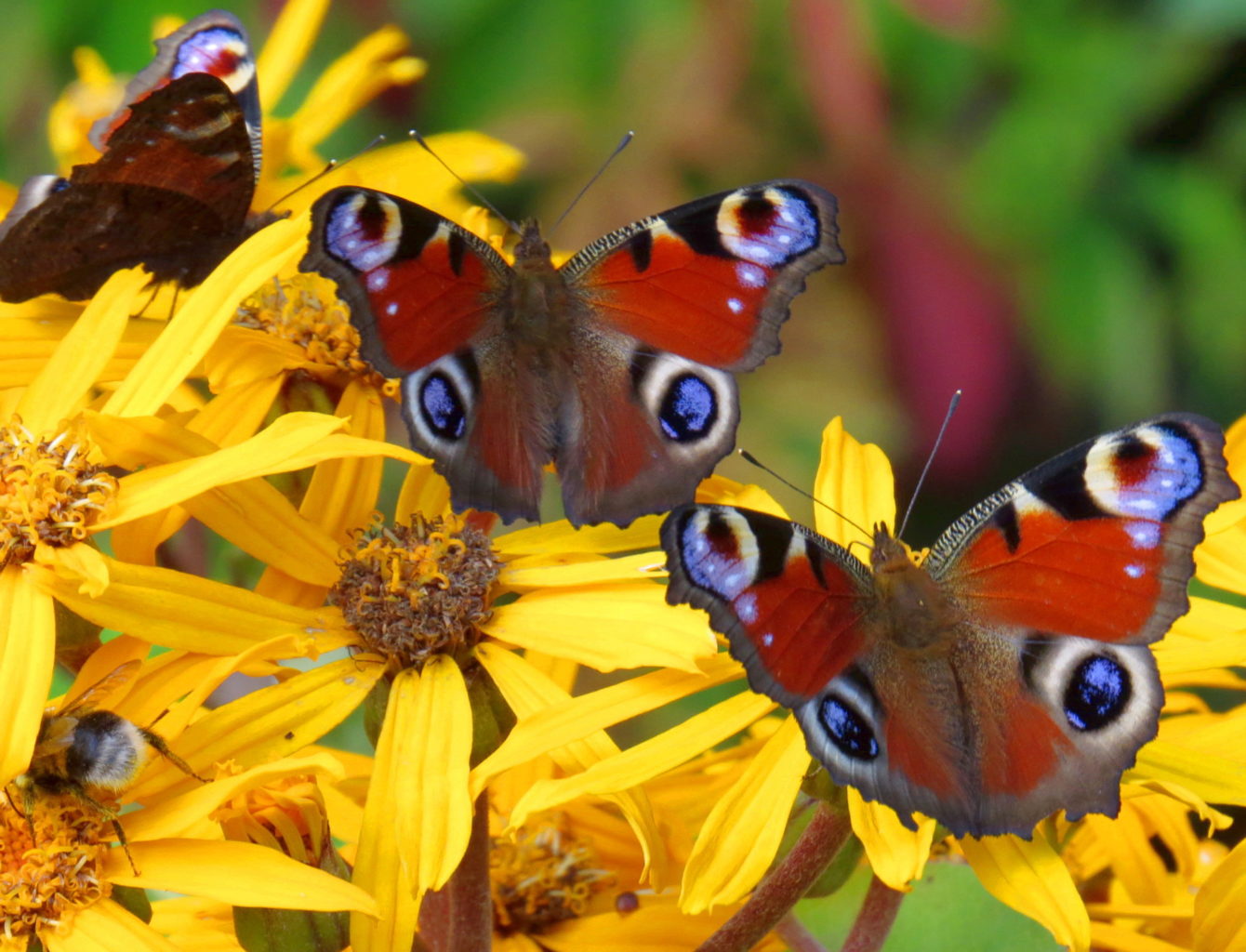 Valokuvaaja: Jaana Talvinen