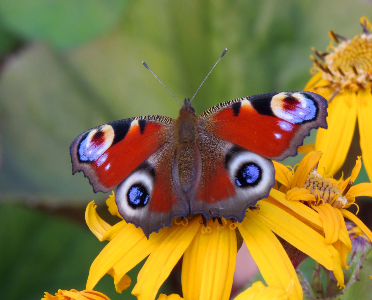 Valokuvaaja: Jaana Talvinen
