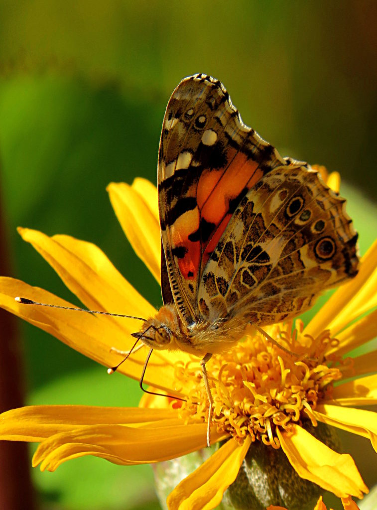 Valokuvaaja: Jaana Talvinen