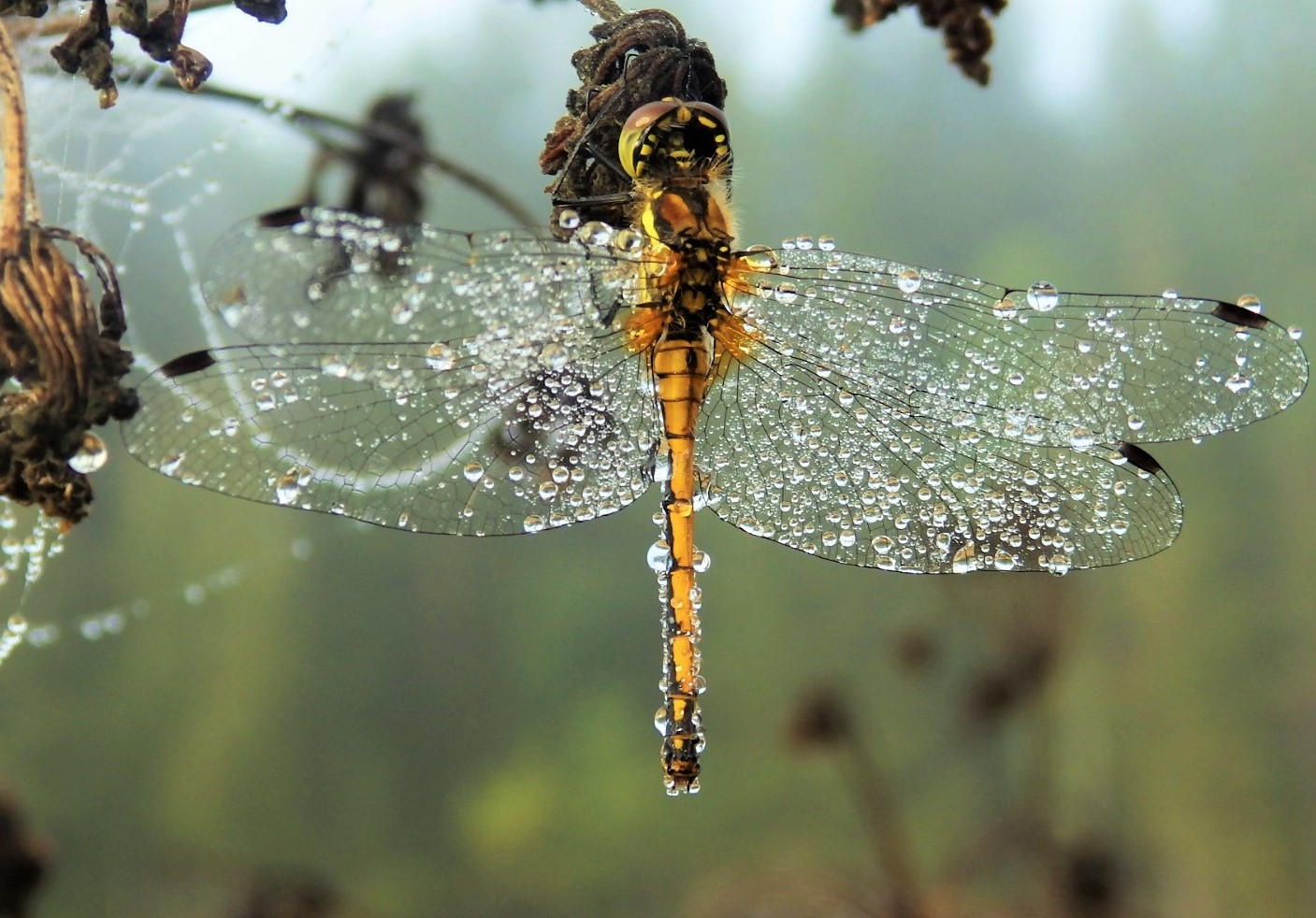 Valokuvaaja: Marja-Liisa Paavola