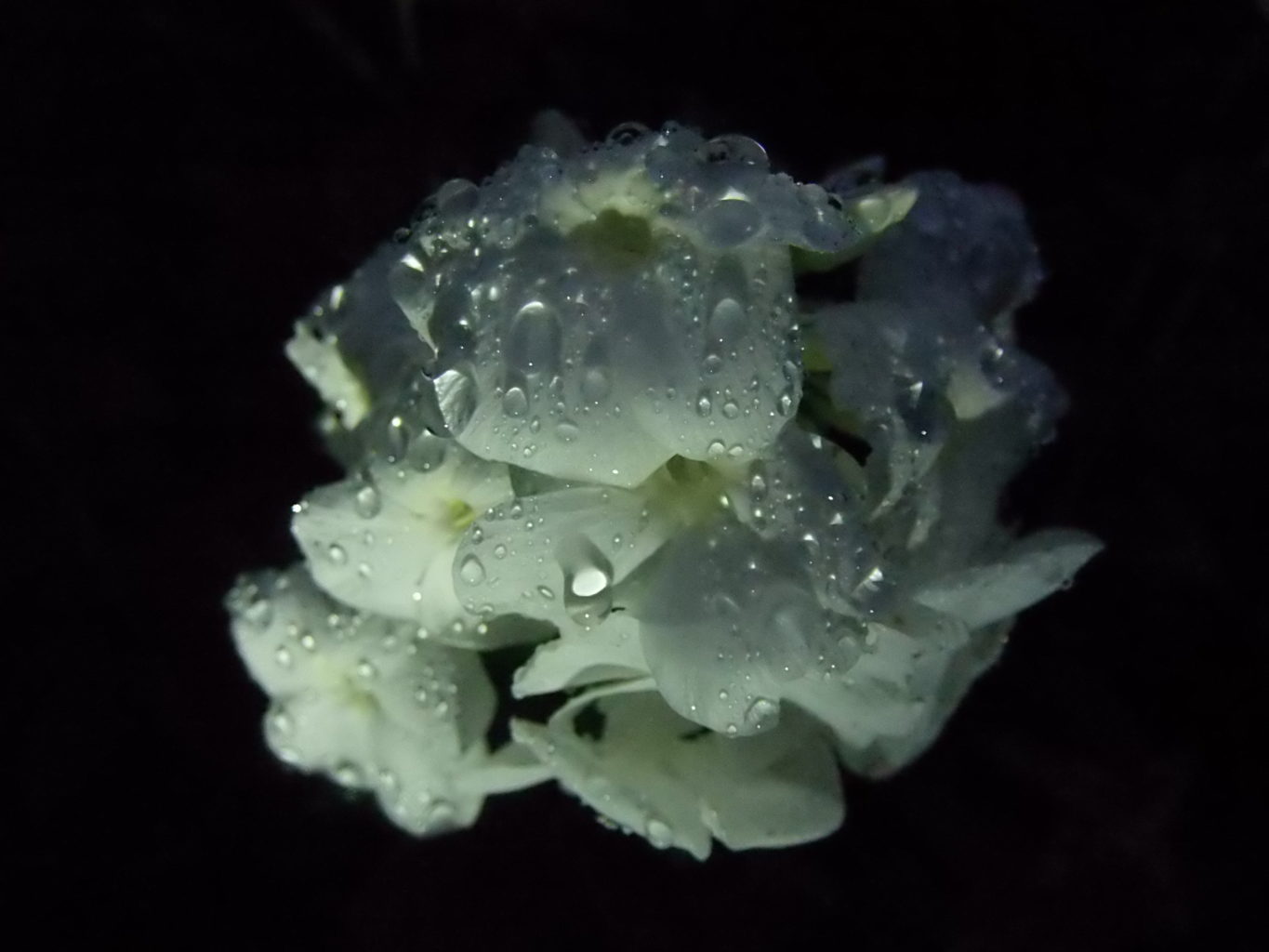 Valokuvaaja: Heikki Alajuuri