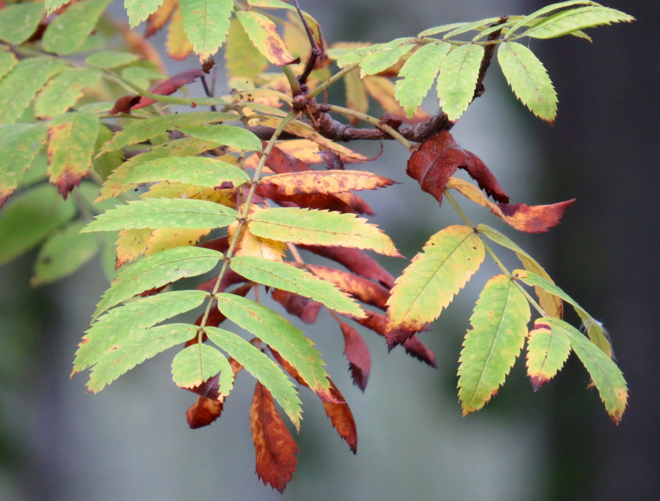 Valokuvaaja: Jaana Talvinen Valokuvaaja: Jaana Talvinen