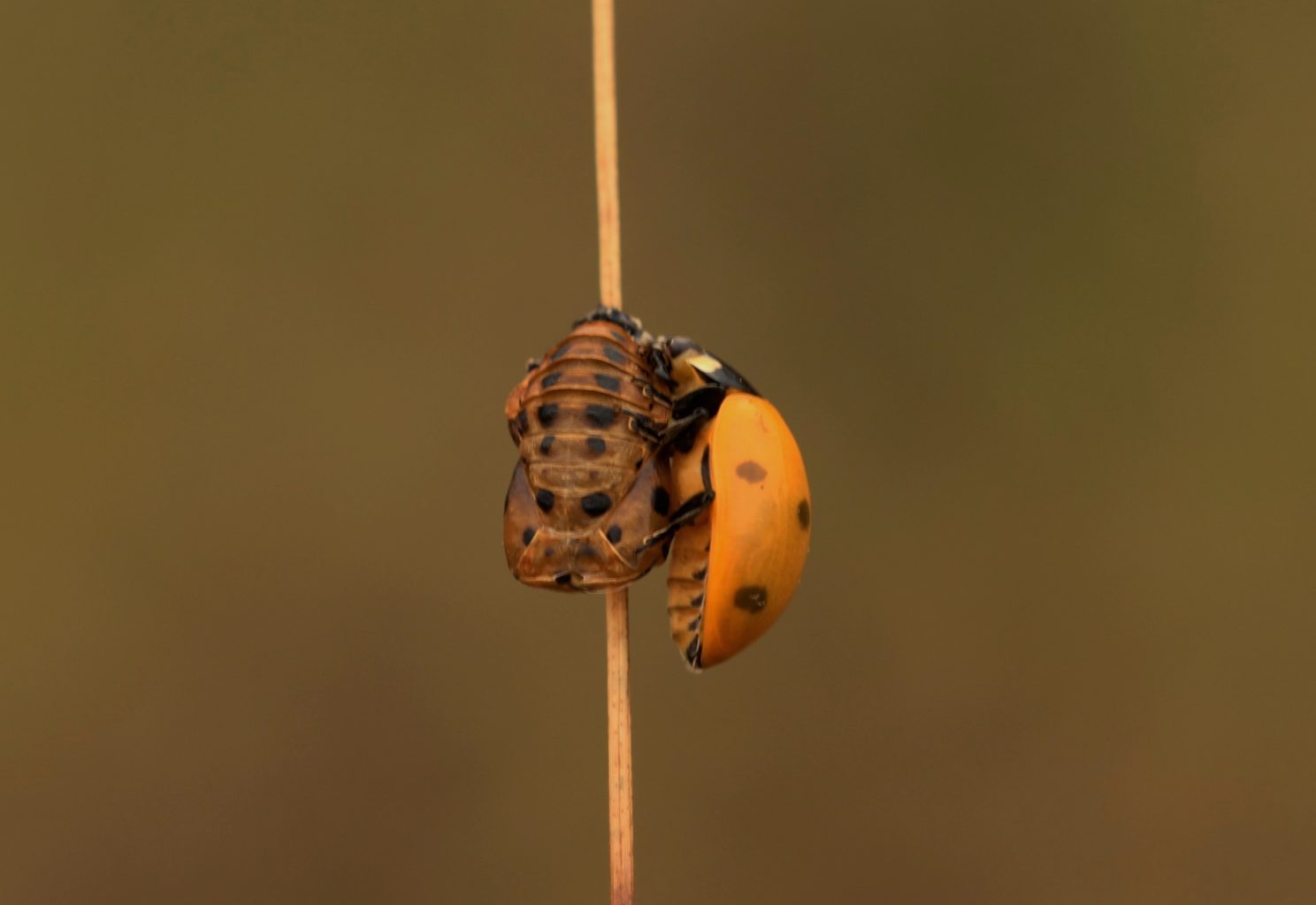 Valokuvaaja: Pirjo Hokkanen Valokuvaaja: Pirjo Hokkanen