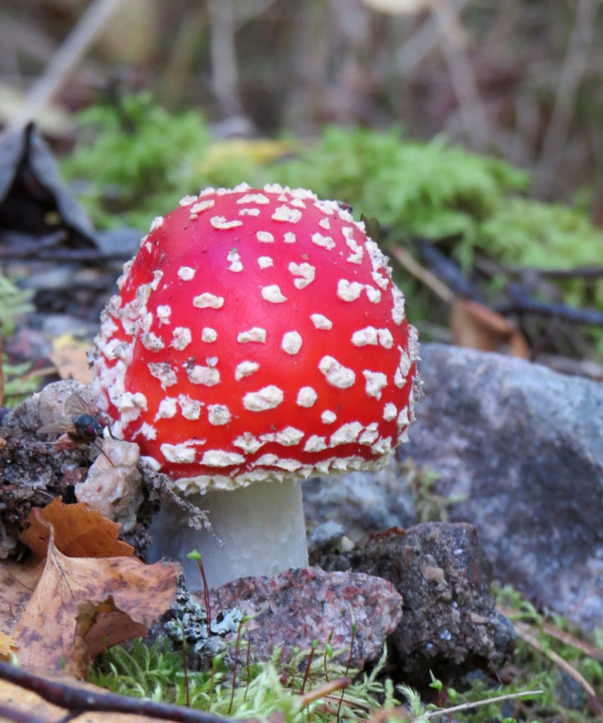 Valokuvaaja: Jaana Talvinen