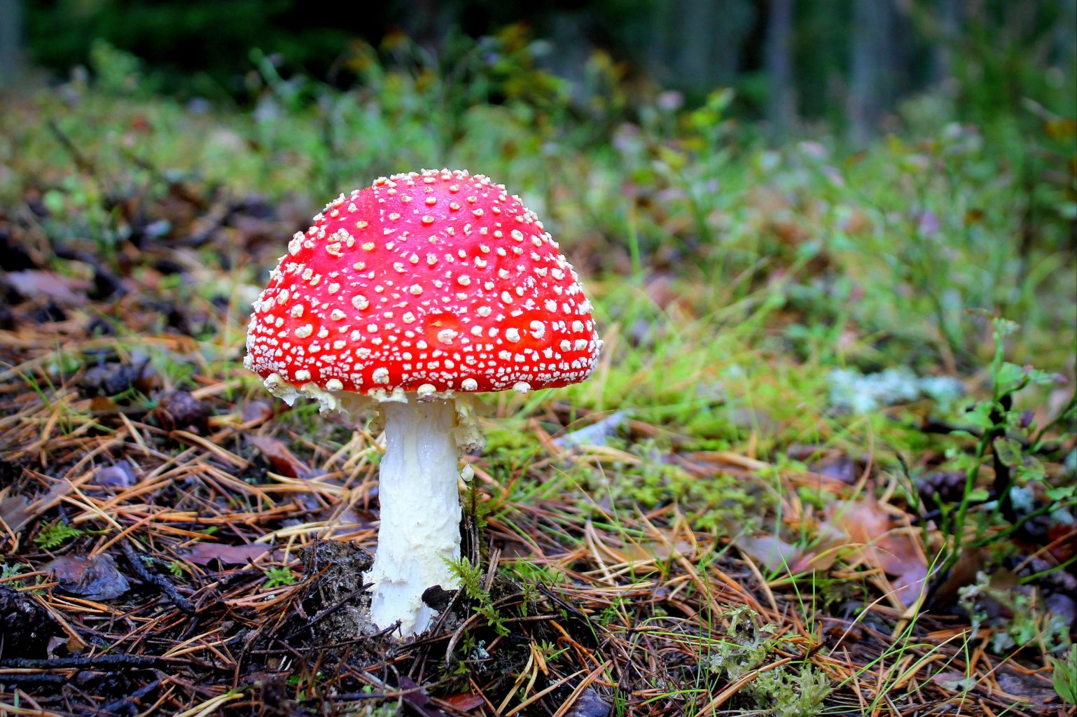 Valokuvaaja: Paula Savelius