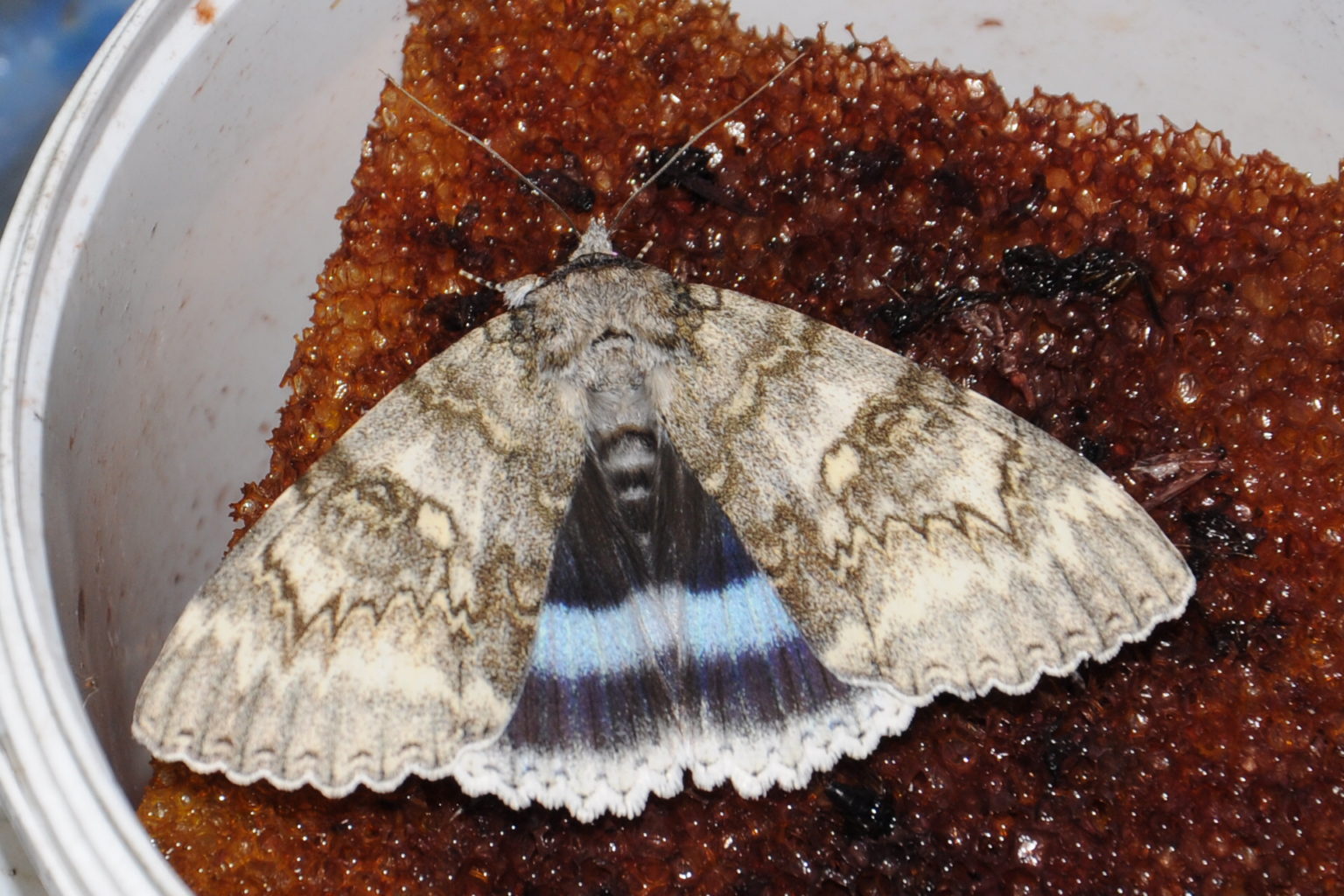 Valokuvaaja: Hannu Myyryläinen