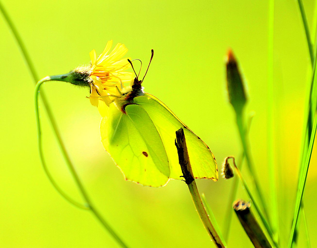 Valokuvaaja: Irja Lehtinen