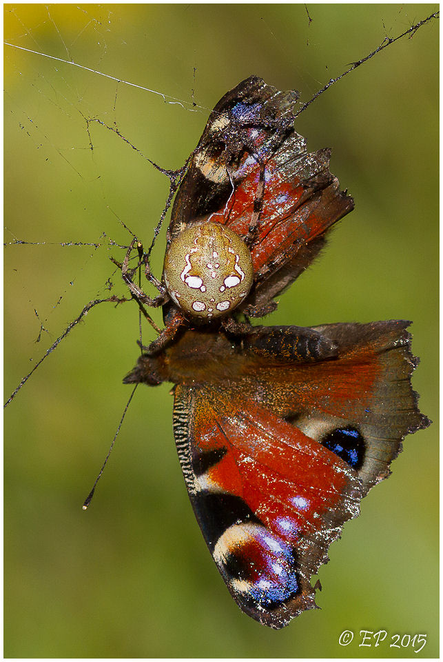 Valokuvaaja: Eija Putkuri