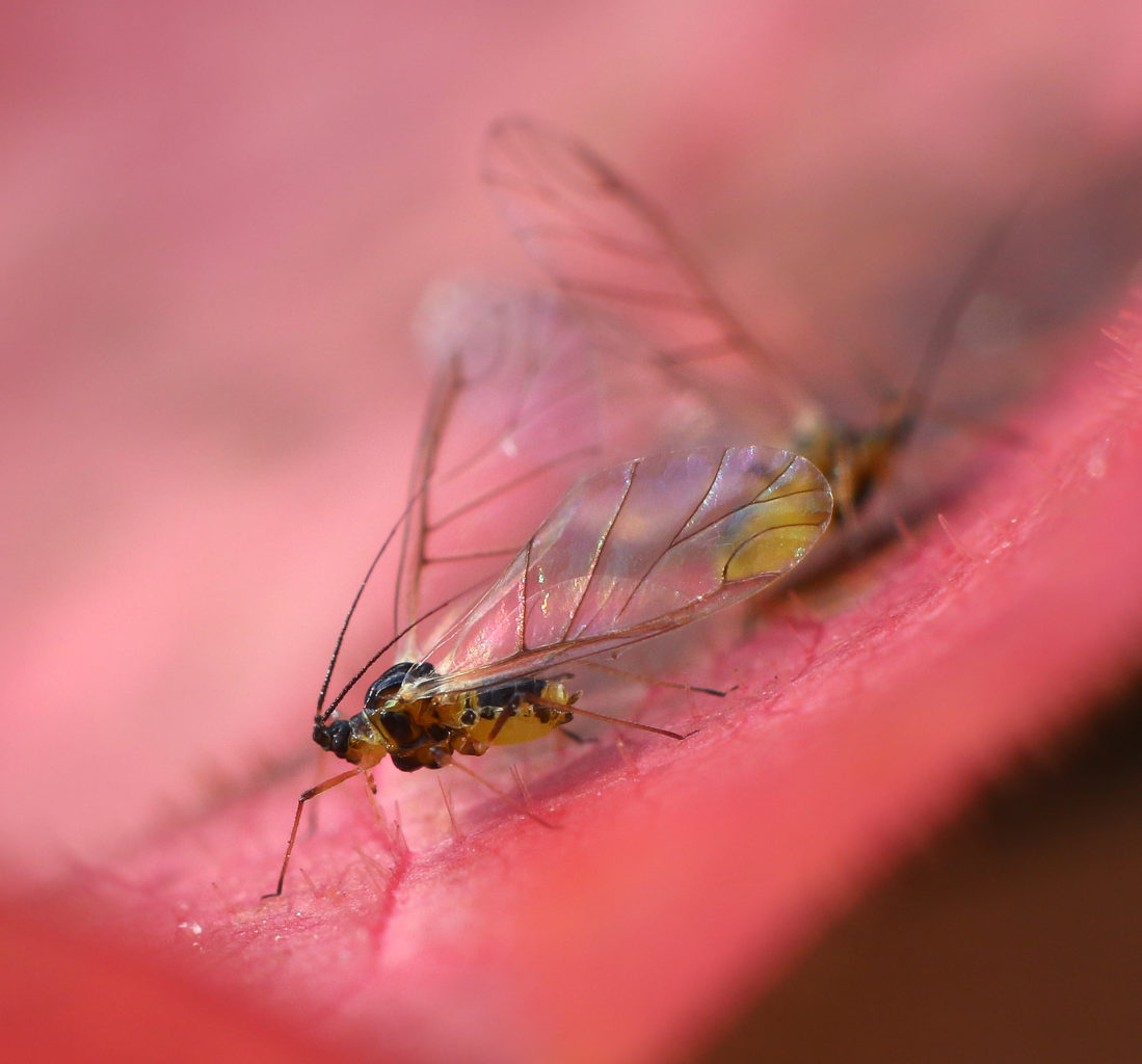 Valokuvaaja: Tarja Porkkala Valokuvaaja: Tarja Porkkala