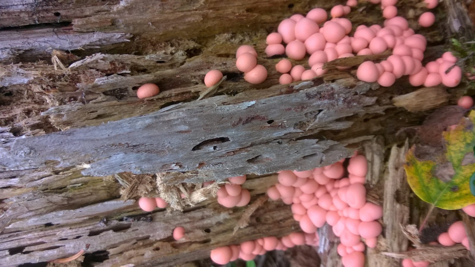 Valokuvaaja: Tarja Stolt