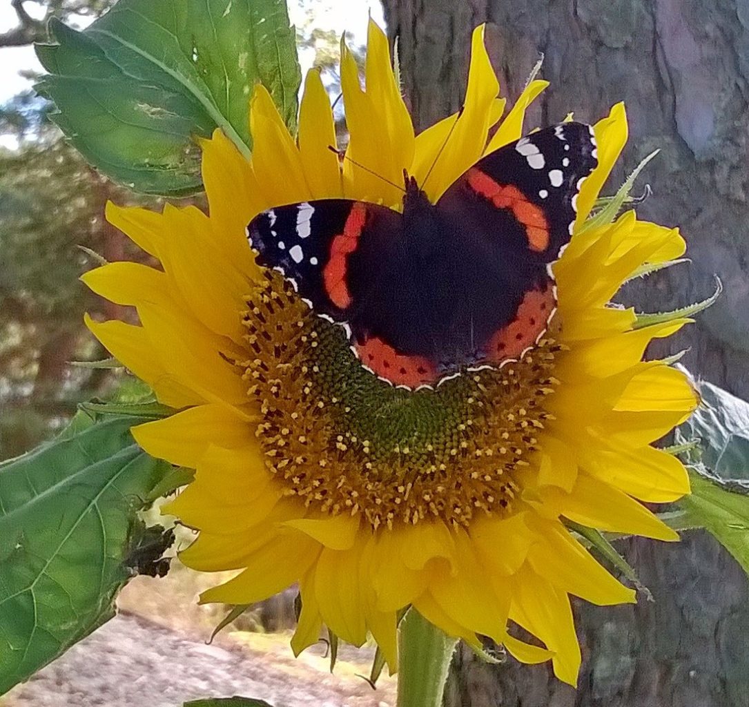 Valokuvaaja: Aira Karvonen