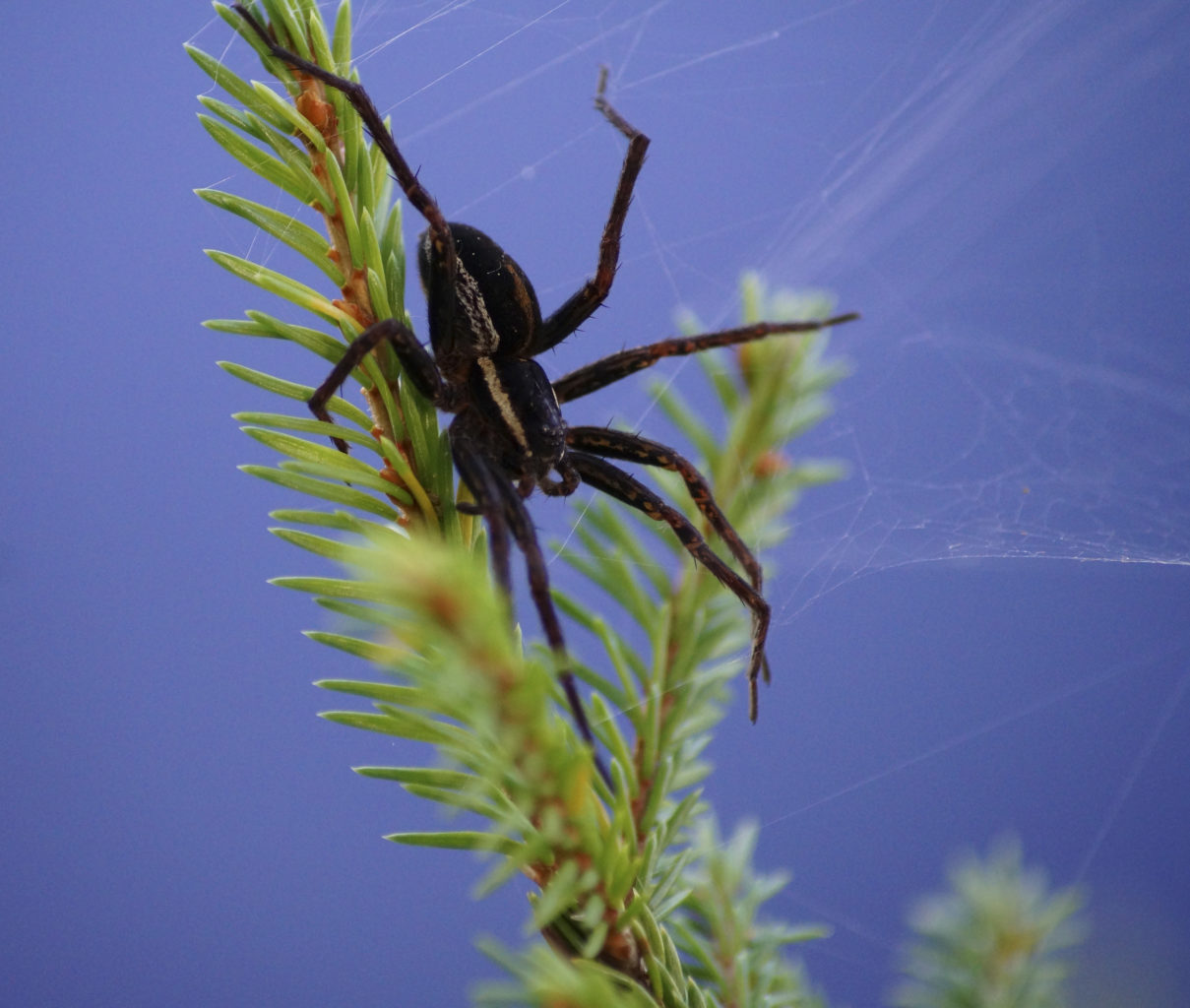 Valokuvaaja: Anne Pekkala