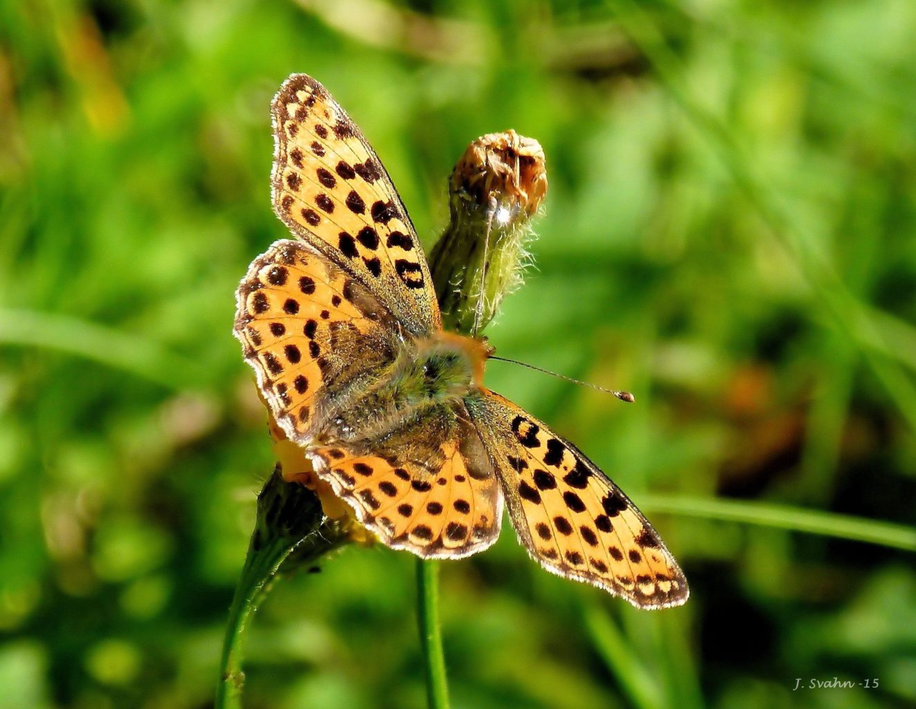 Valokuvaaja: Jaana Svahn