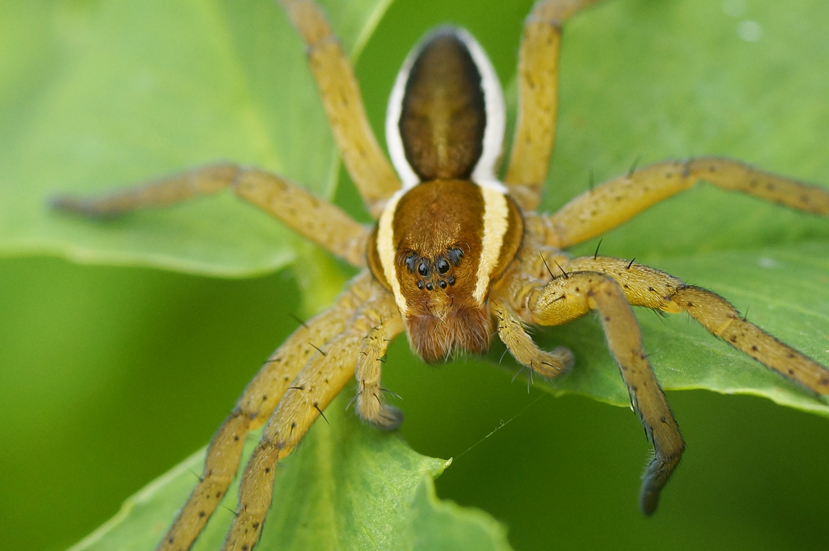 Valokuvaaja: Juhani Harkas Valokuvaaja: Juhani Harkas
