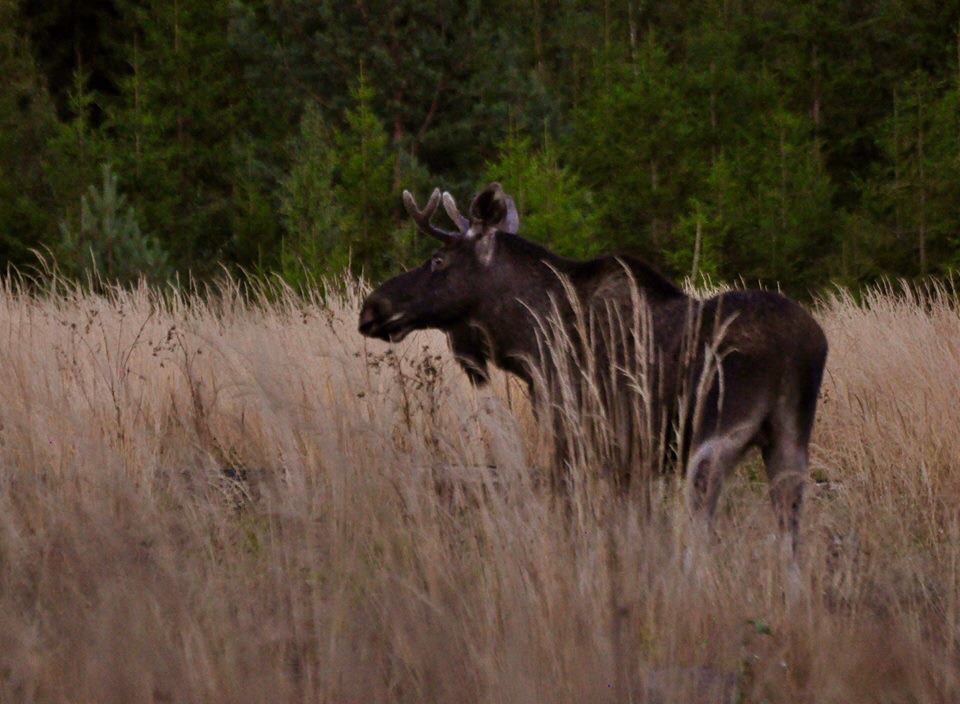 Valokuvaaja: Jenni Merilä