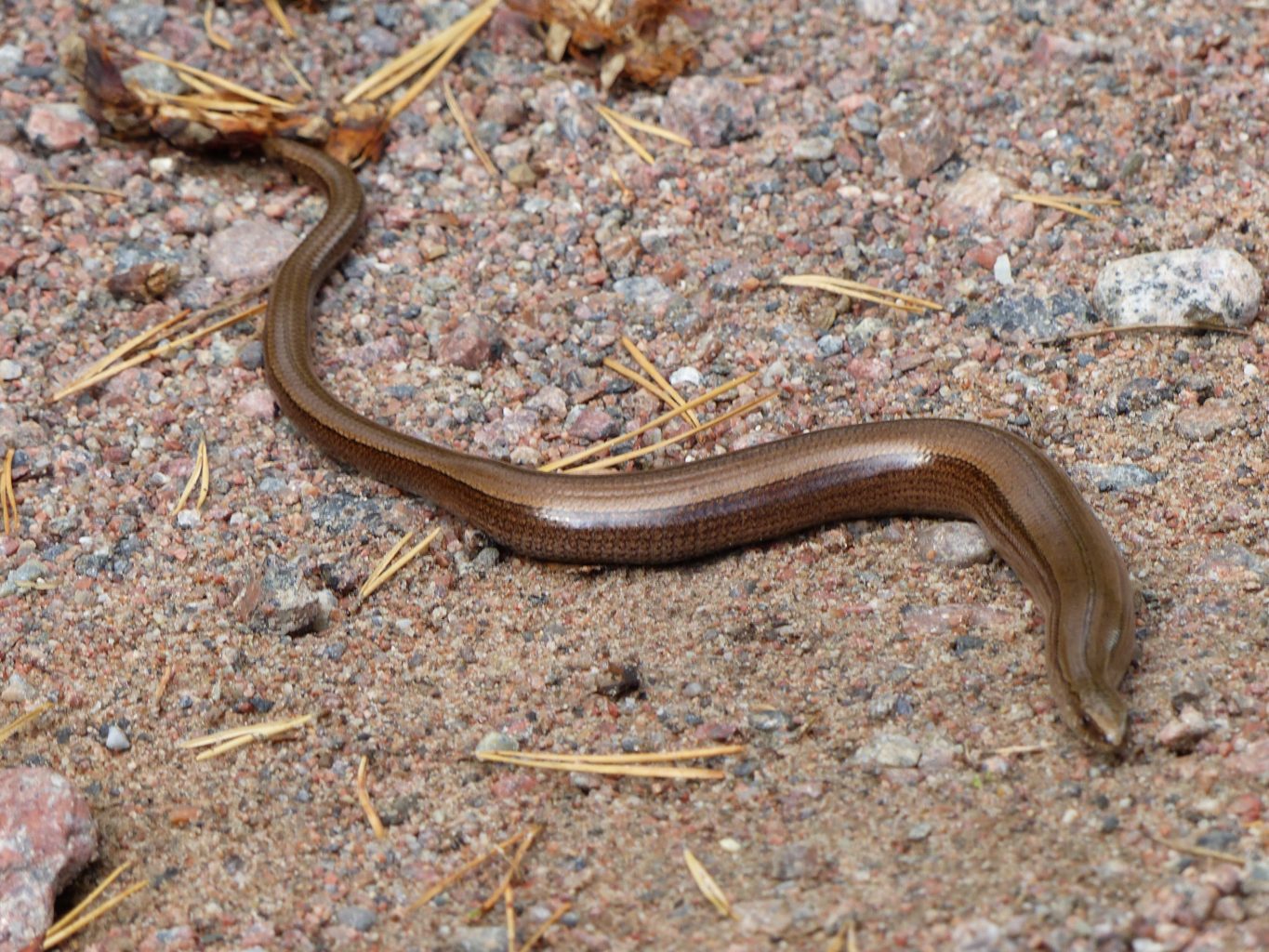 Valokuvaaja: Tuija Palonen