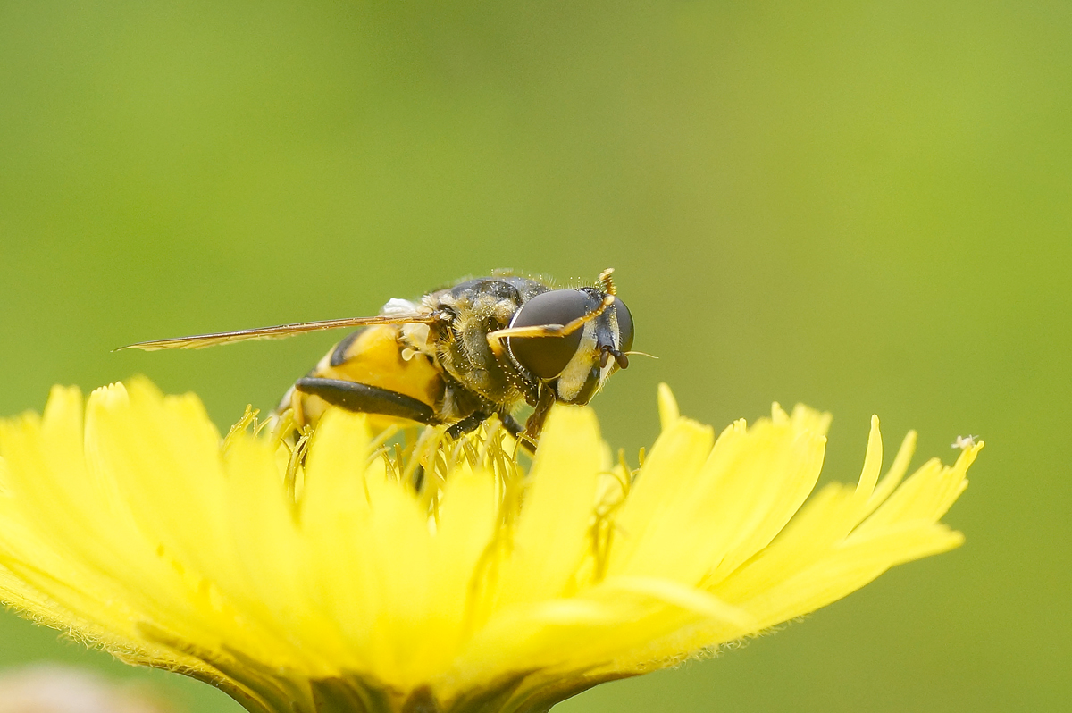 Valokuvaaja: Juhani Harkas