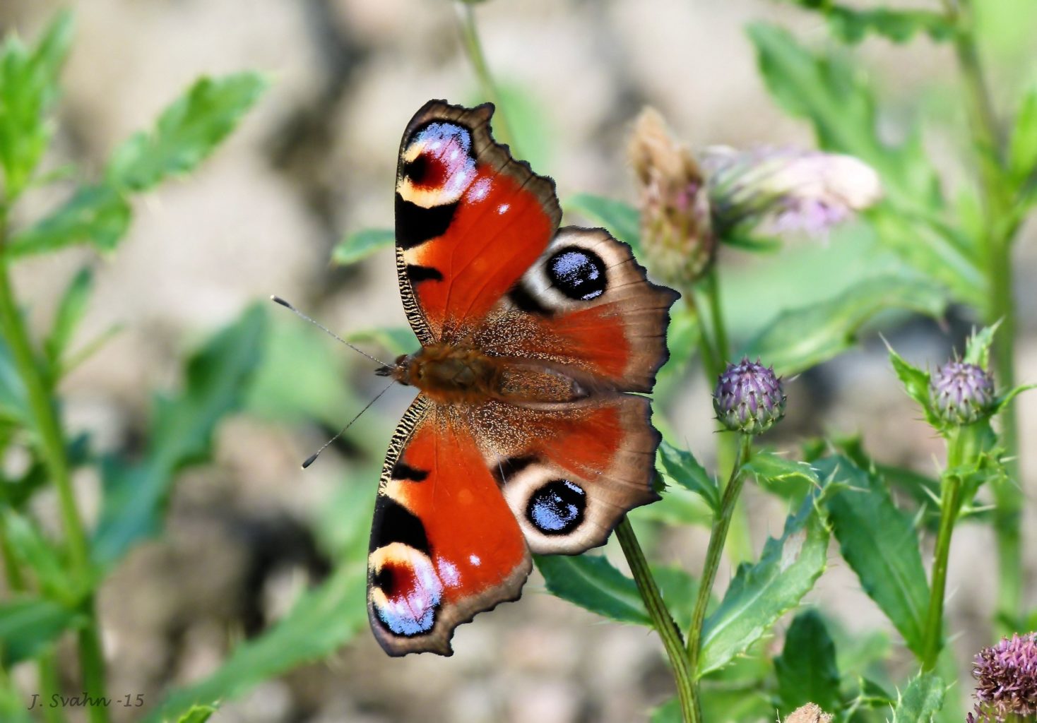 Valokuvaaja: Jaana Svahn