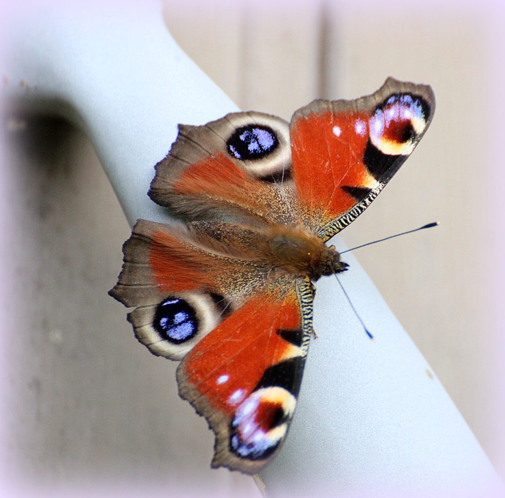 Valokuvaaja: Irja Lehtinen Valokuvaaja: Irja Lehtinen