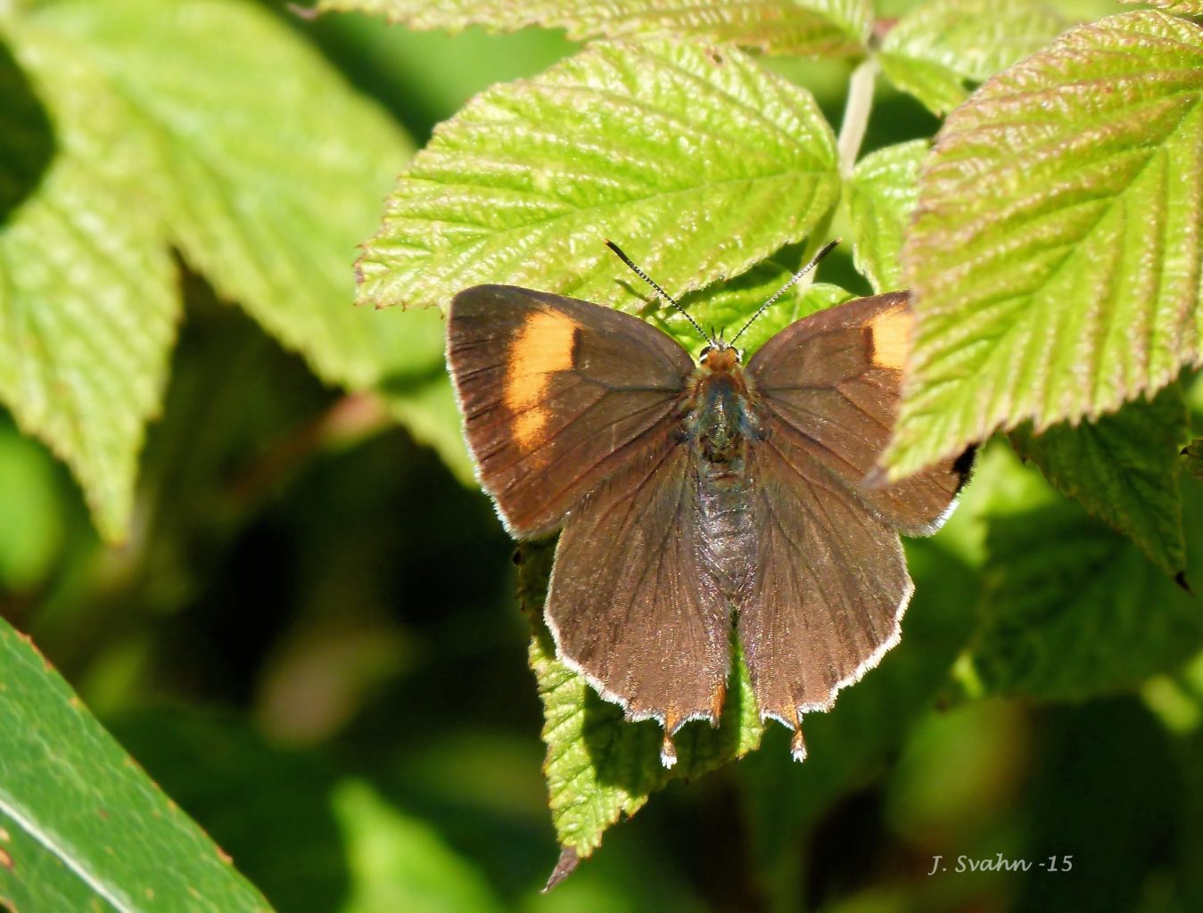 Valokuvaaja: Jaana Svahn