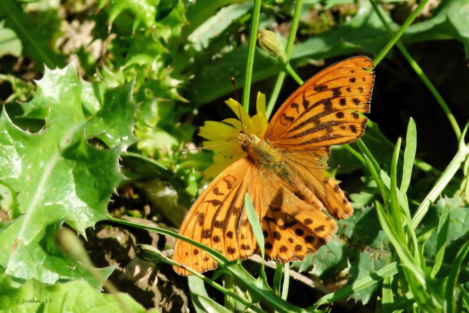 Valokuvaaja: Jaana Svahn