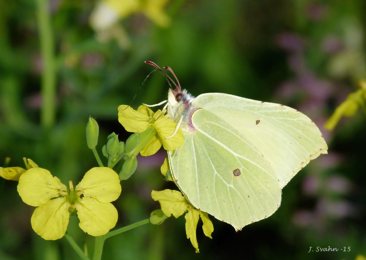 Valokuvaaja: Jaana Svahn