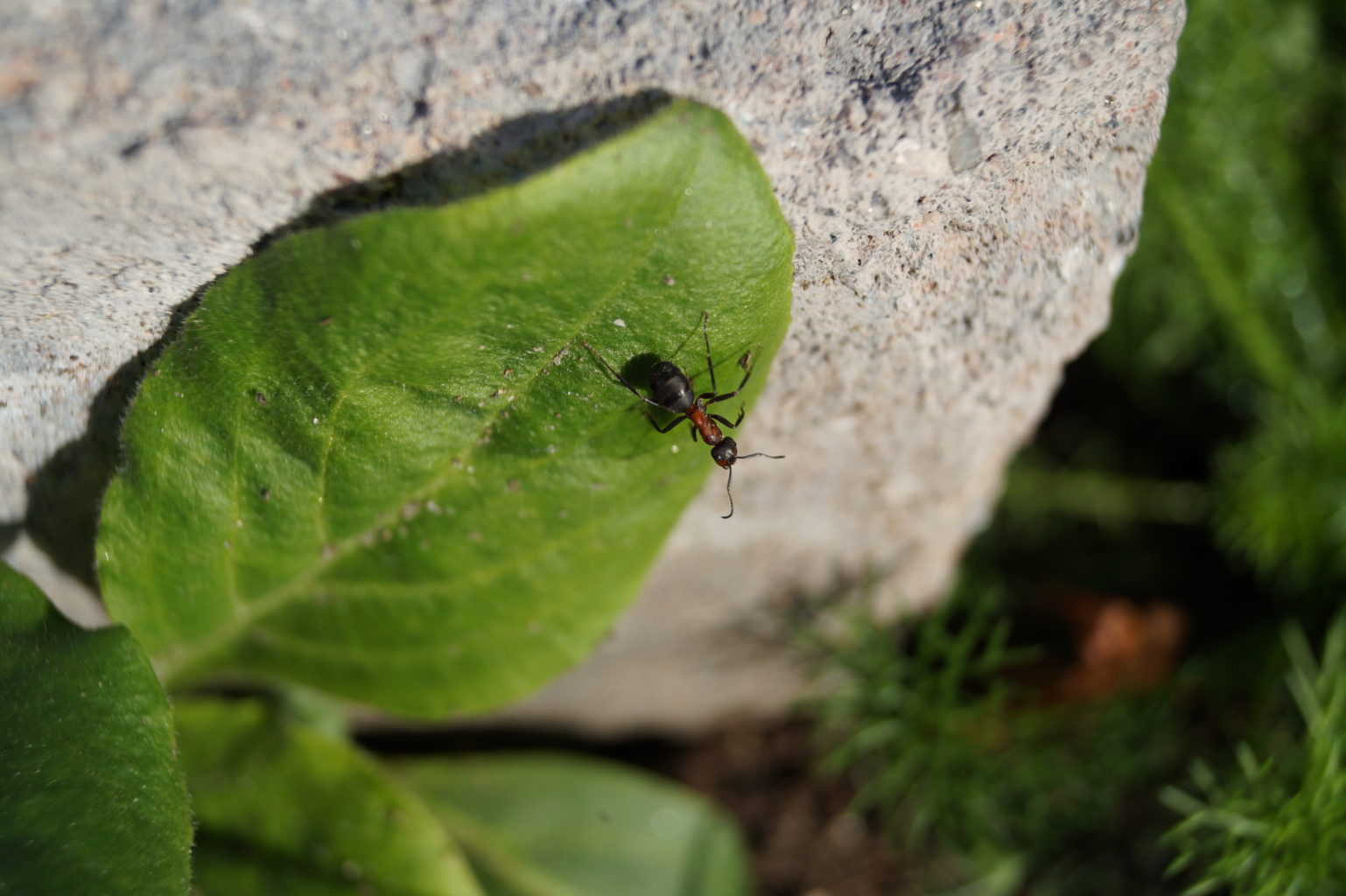 Valokuvaaja: Alina Nordman
