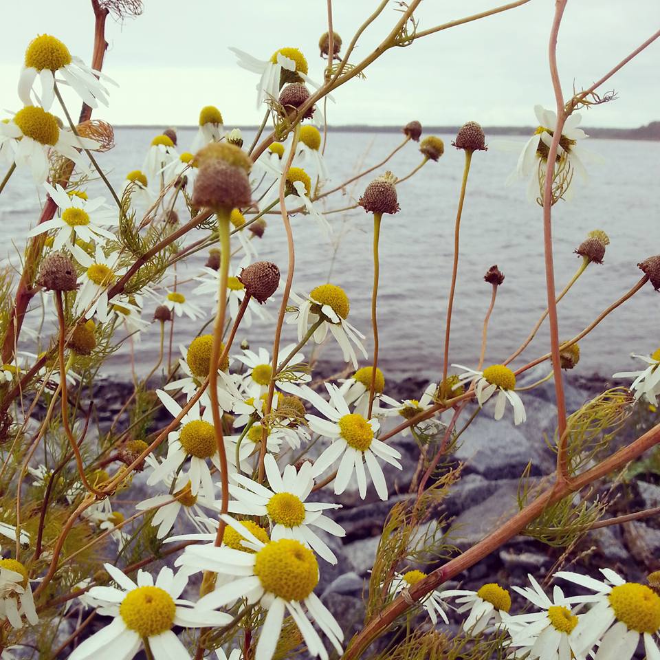 Valokuvaaja: Anniina Gronoff