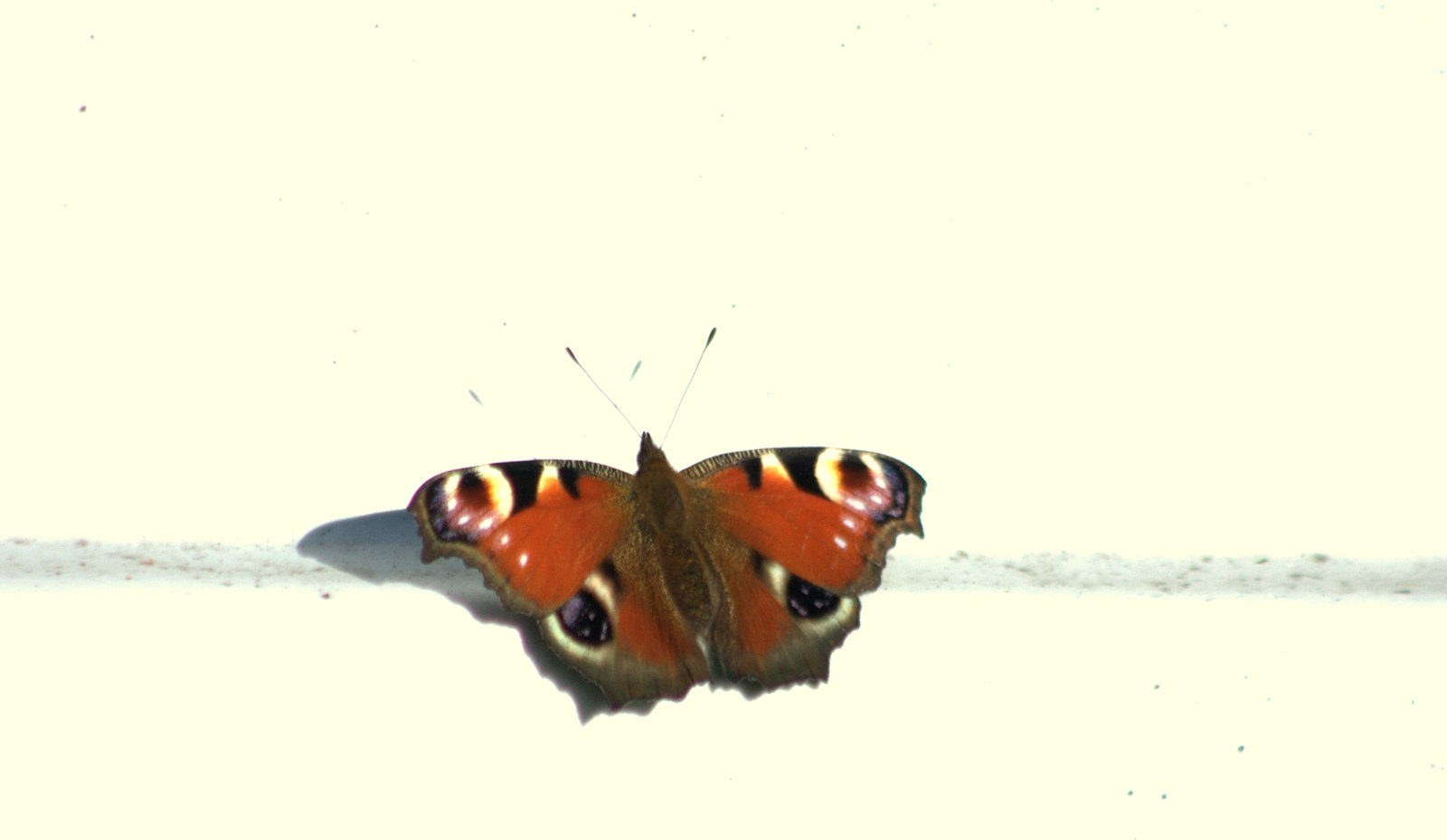 Valokuvaaja: tapio keinonen