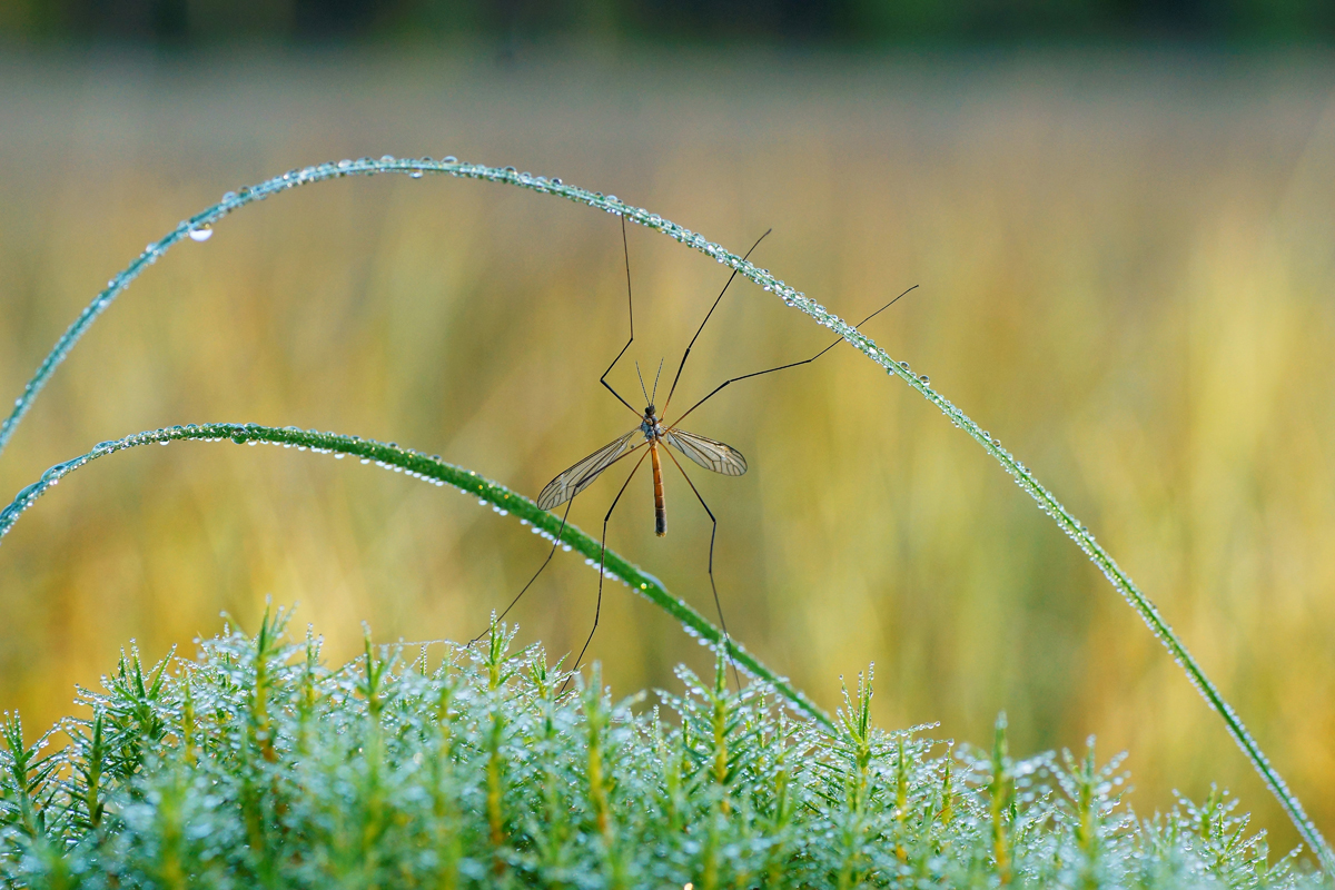 Valokuvaaja: Juhani Harkas
