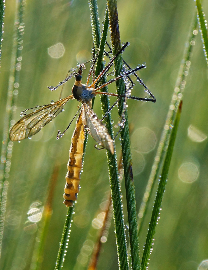 Valokuvaaja: Juhani Harkas