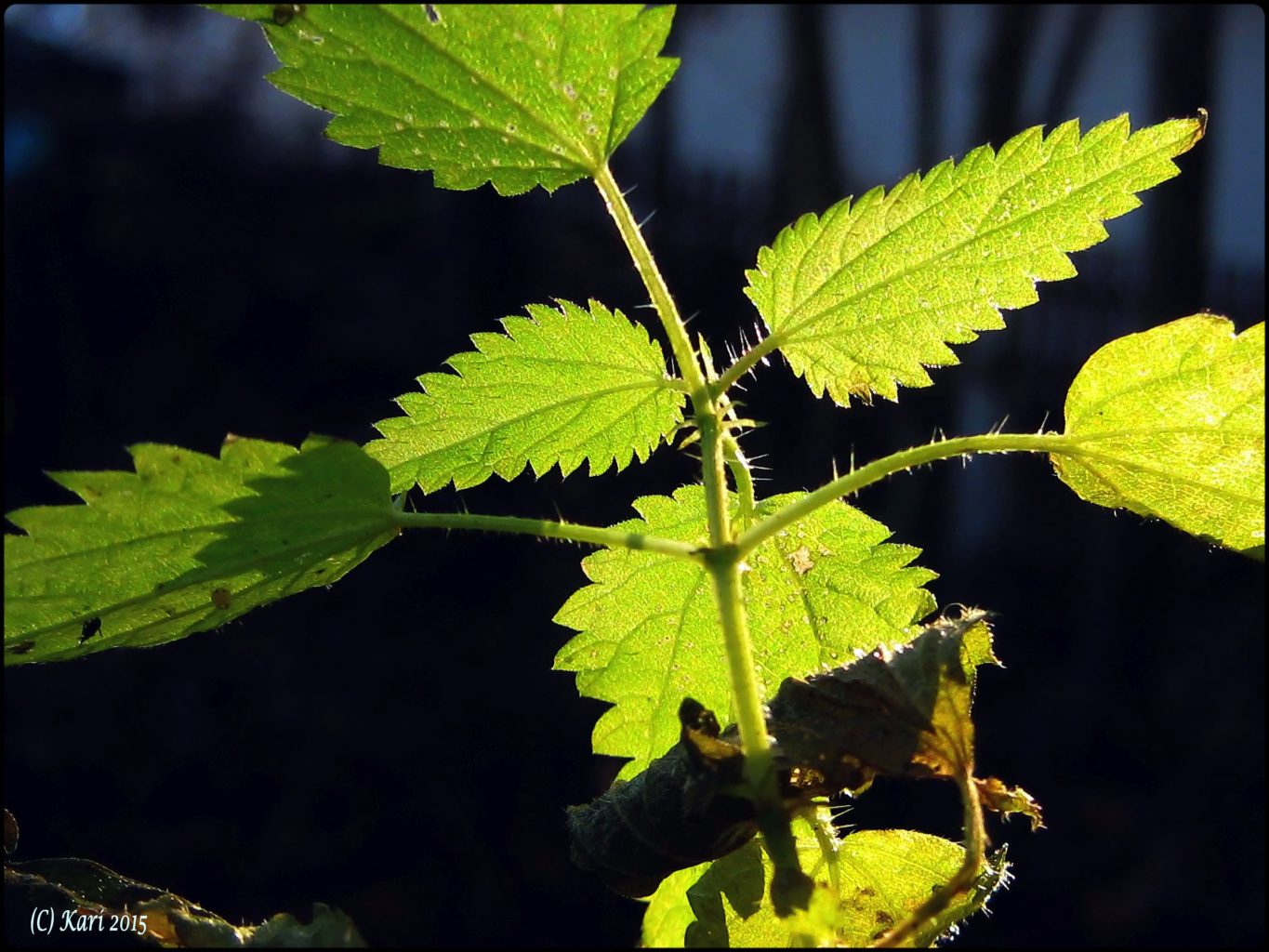 Valokuvaaja: Kari Saarinen