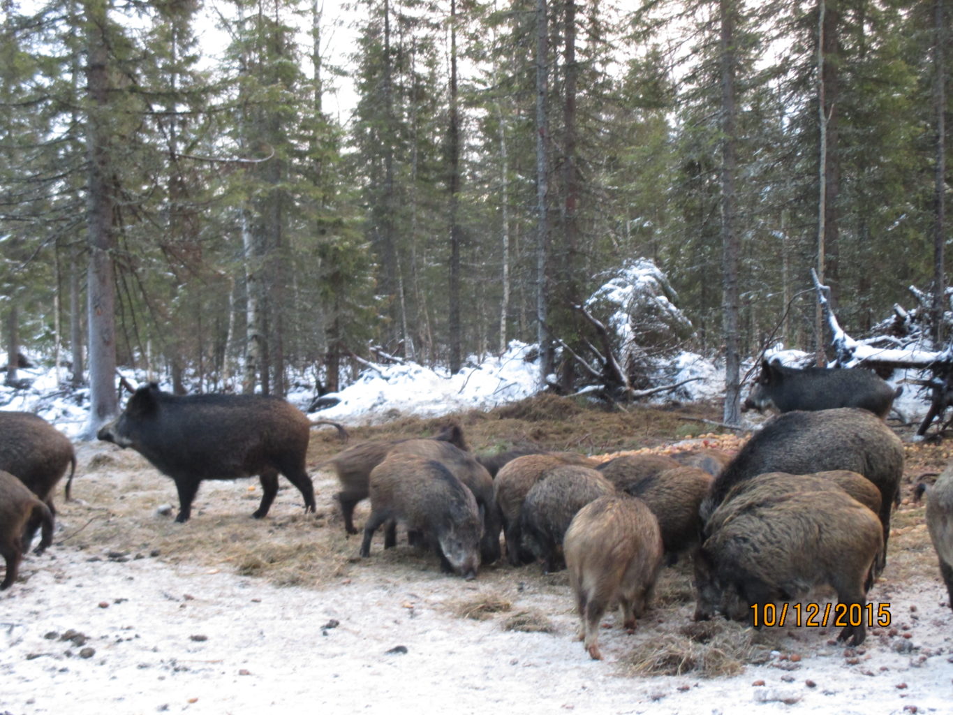 Valokuvaaja: yrjo lukkari Valokuvaaja: yrjo lukkari