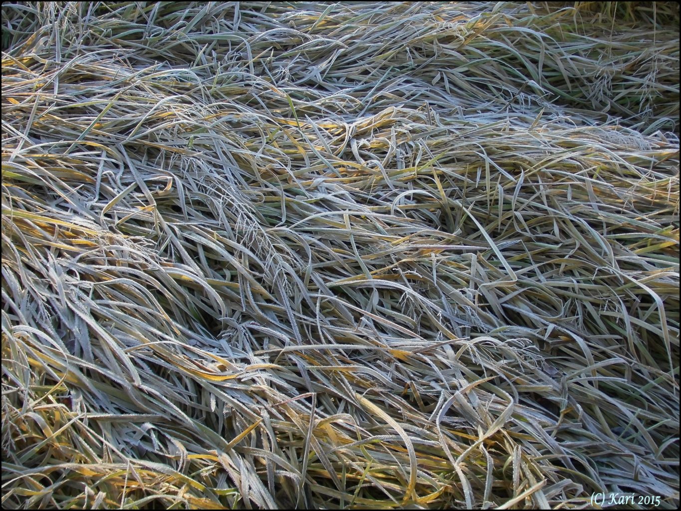 Valokuvaaja: Kari Saarinen