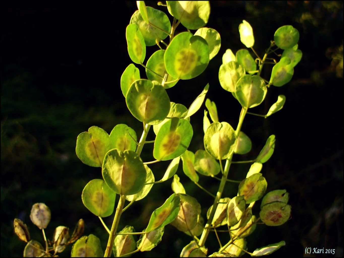 Valokuvaaja: Kari Saarinen