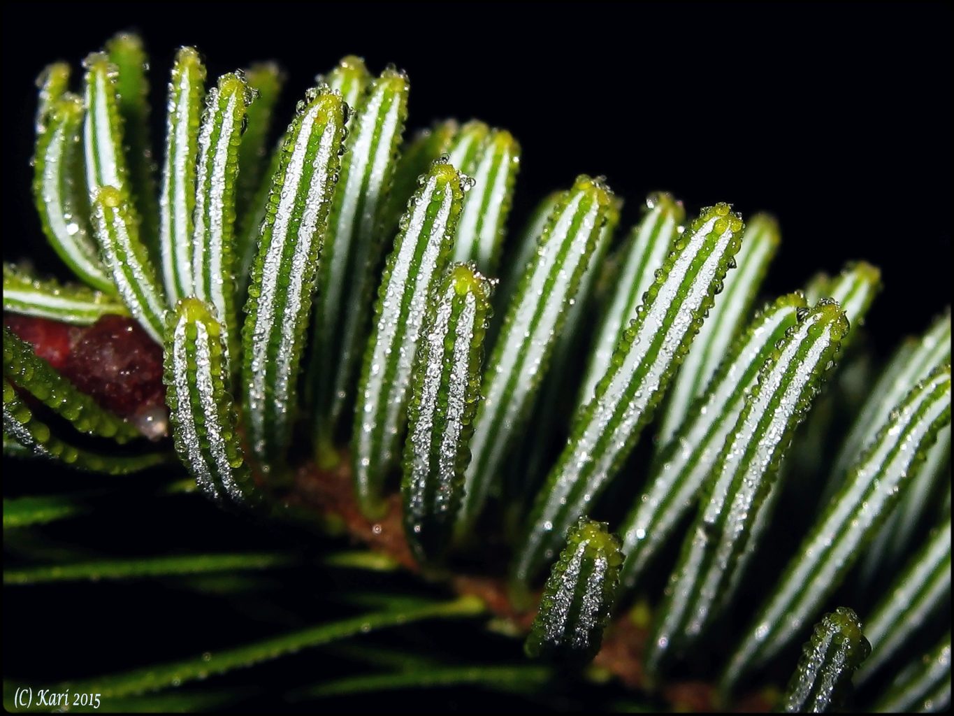 Valokuvaaja: Kari Saarinen