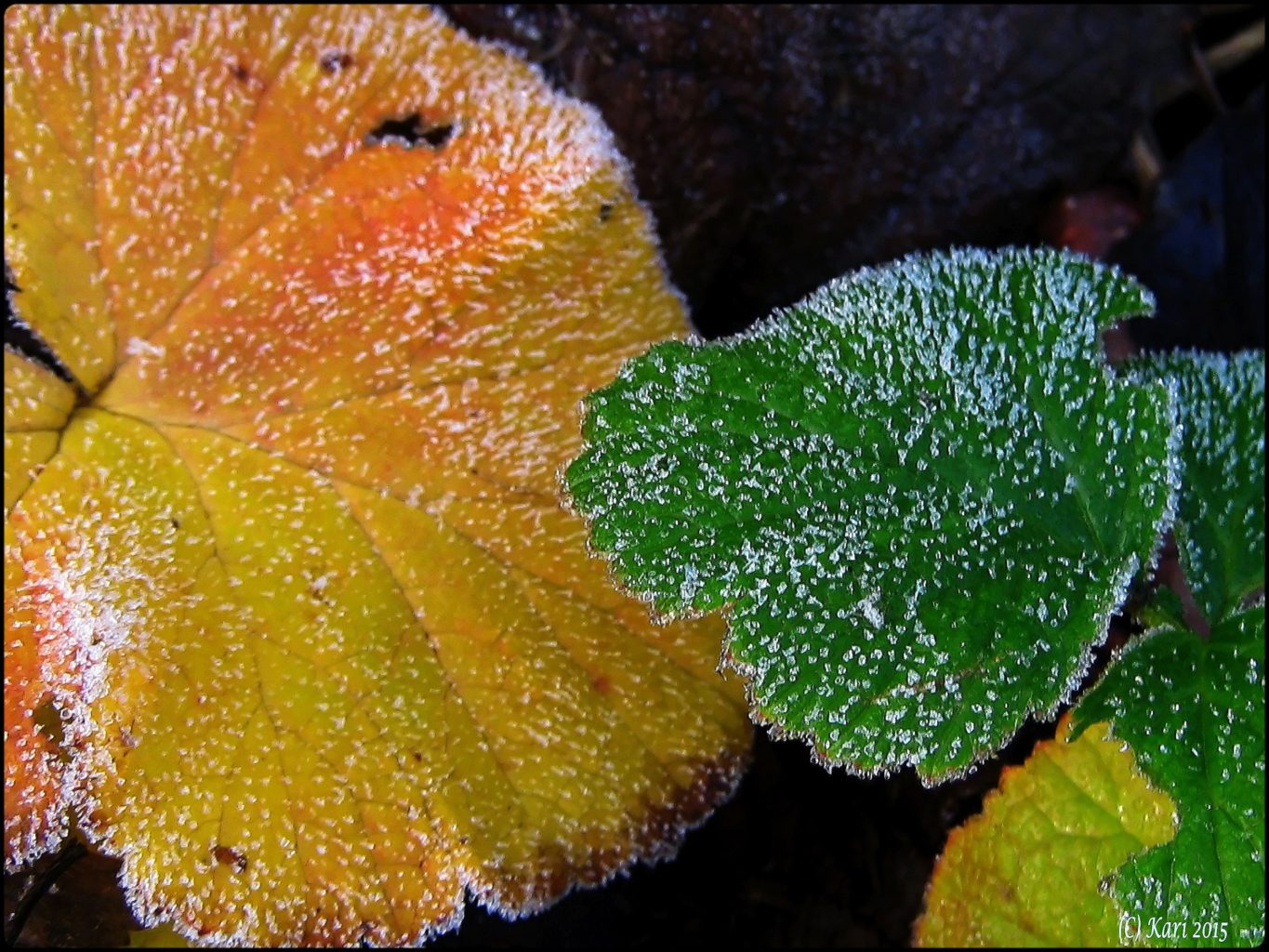 Valokuvaaja: Kari Saarinen