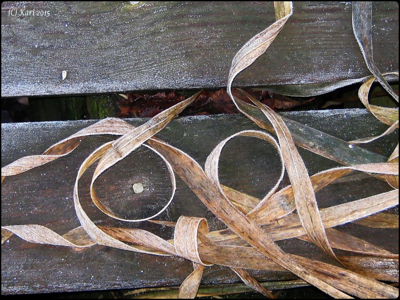 Valokuvaaja: Kari Saarinen