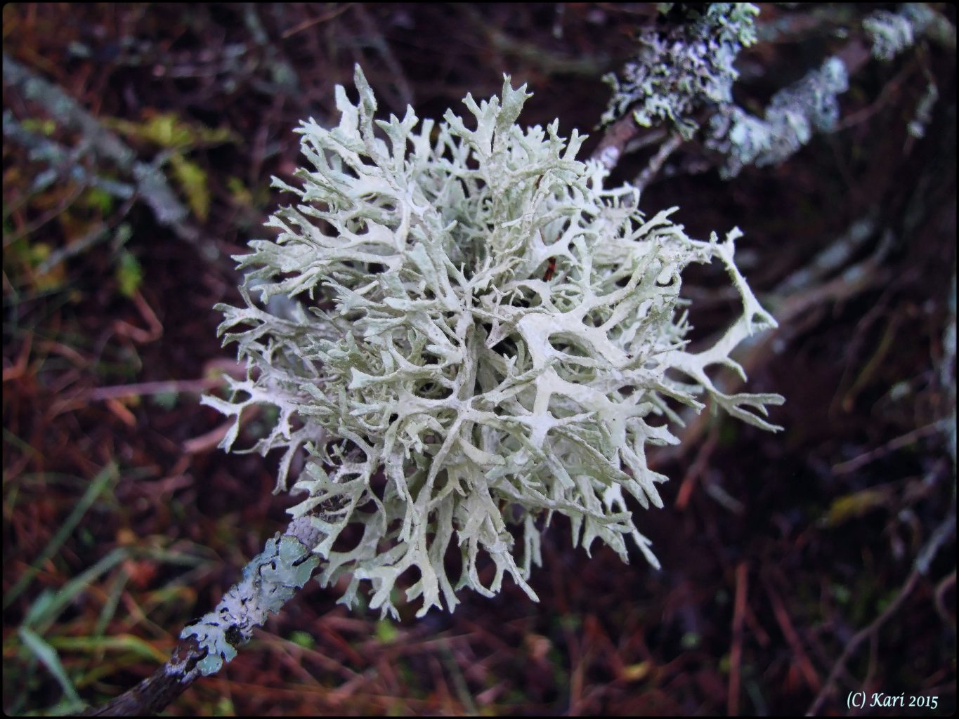 Valokuvaaja: Kari Saarinen