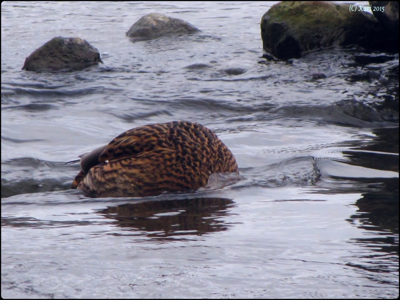 Valokuvaaja: Kari Saarinen Valokuvaaja: Kari Saarinen