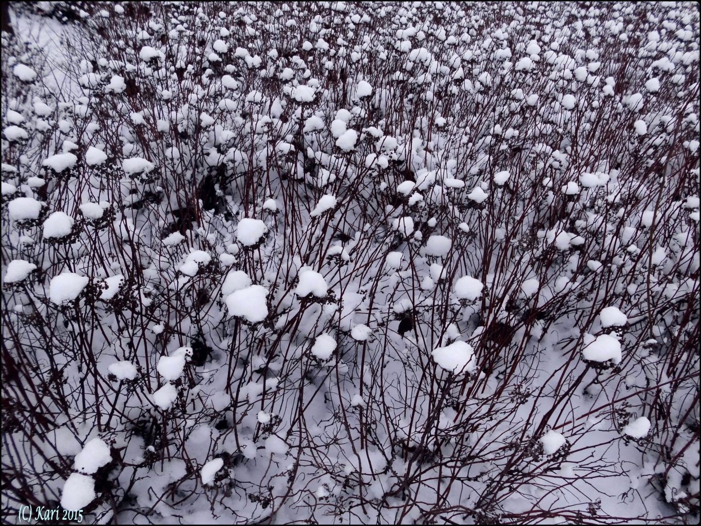 Valokuvaaja: Kari Saarinen