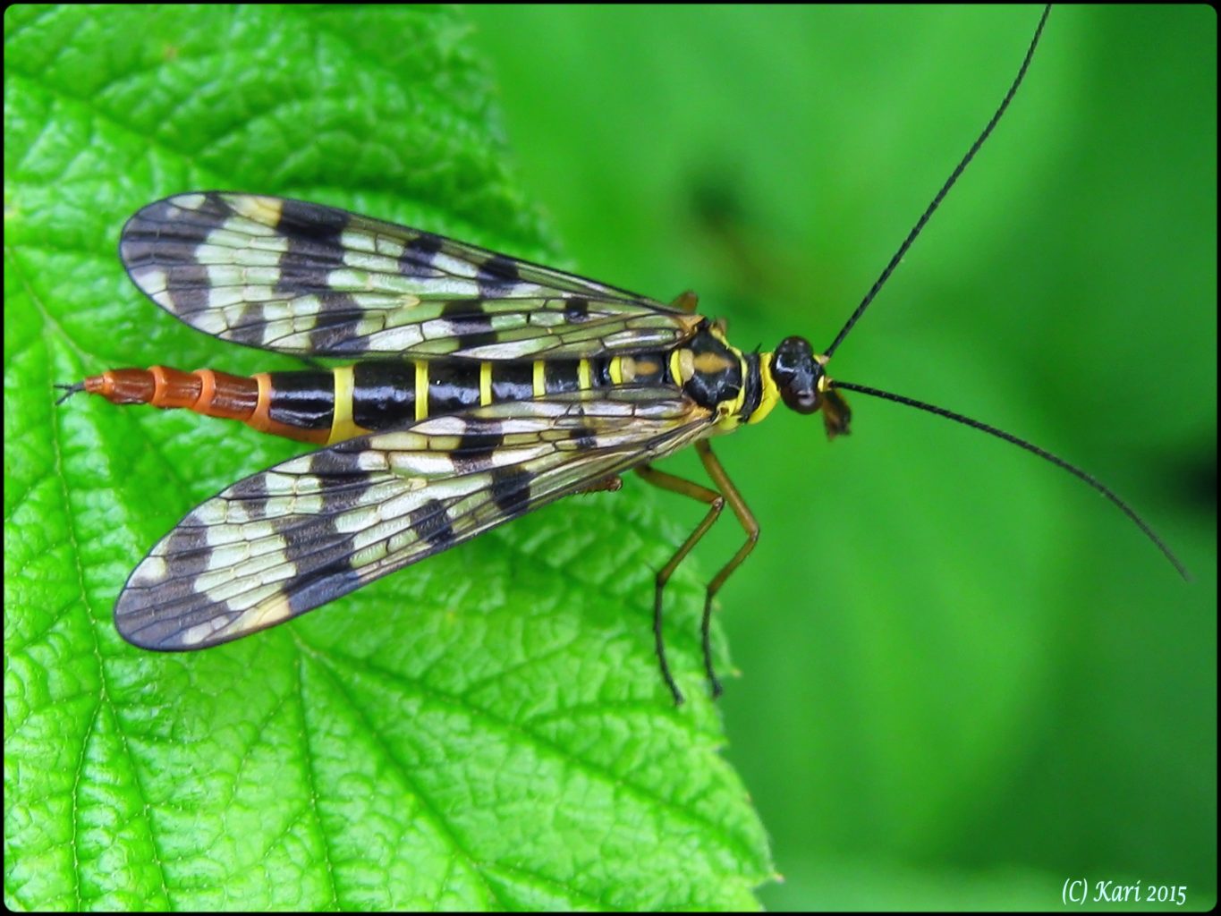 Valokuvaaja: Kari Saarinen Valokuvaaja: Kari Saarinen