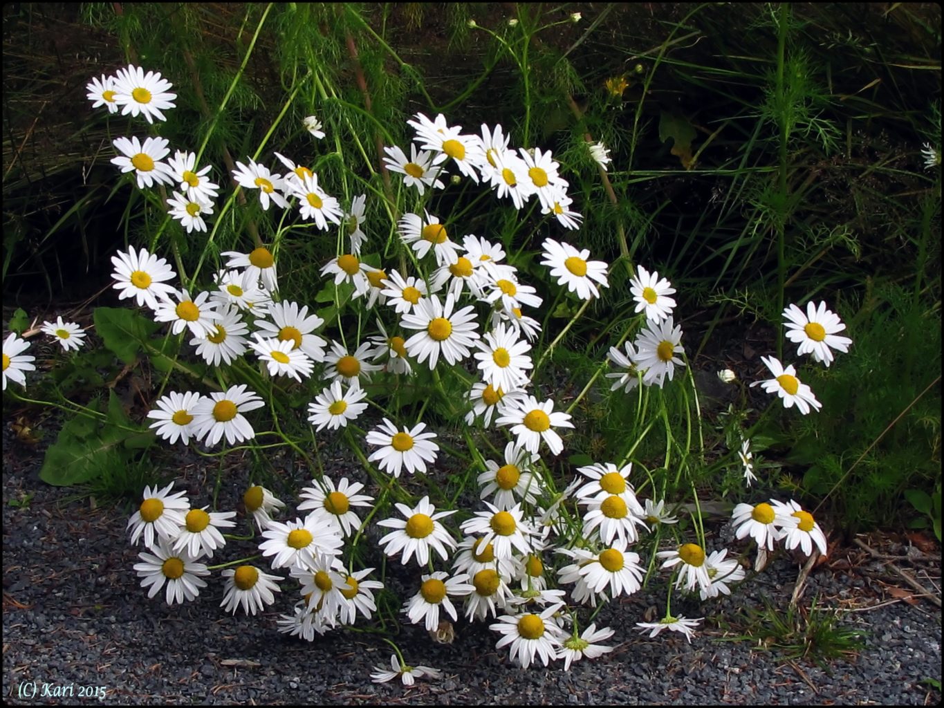 Valokuvaaja: Kari Saarinen