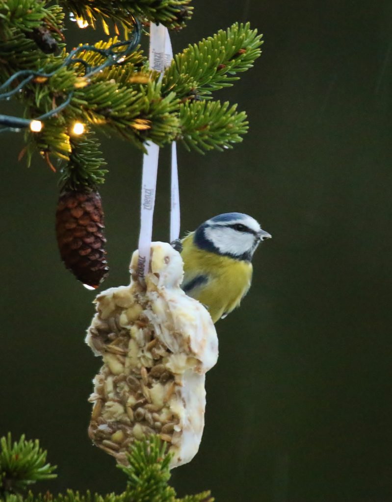 Valokuvaaja: Päivi Ronkainen Valokuvaaja: Päivi Ronkainen