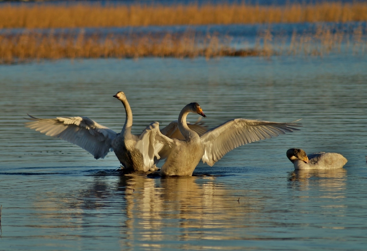 Valokuvaaja: Maarit Siitonen